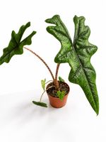 Alocasia Jacklyn / Tolle Zimmerpflanze 🌿💚✨