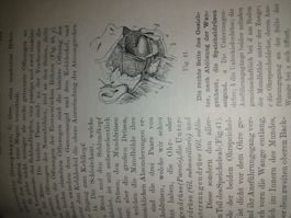Buch Grundz.Physiologie 1893