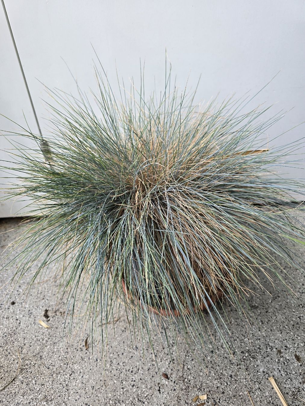 Piante & sementi: Grosser Blauschwingel im Elho Topf – Usato da Rickenbach b. Wil venduto da Kth_v8