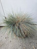 Grosser Blauschwingel im Elho Topf