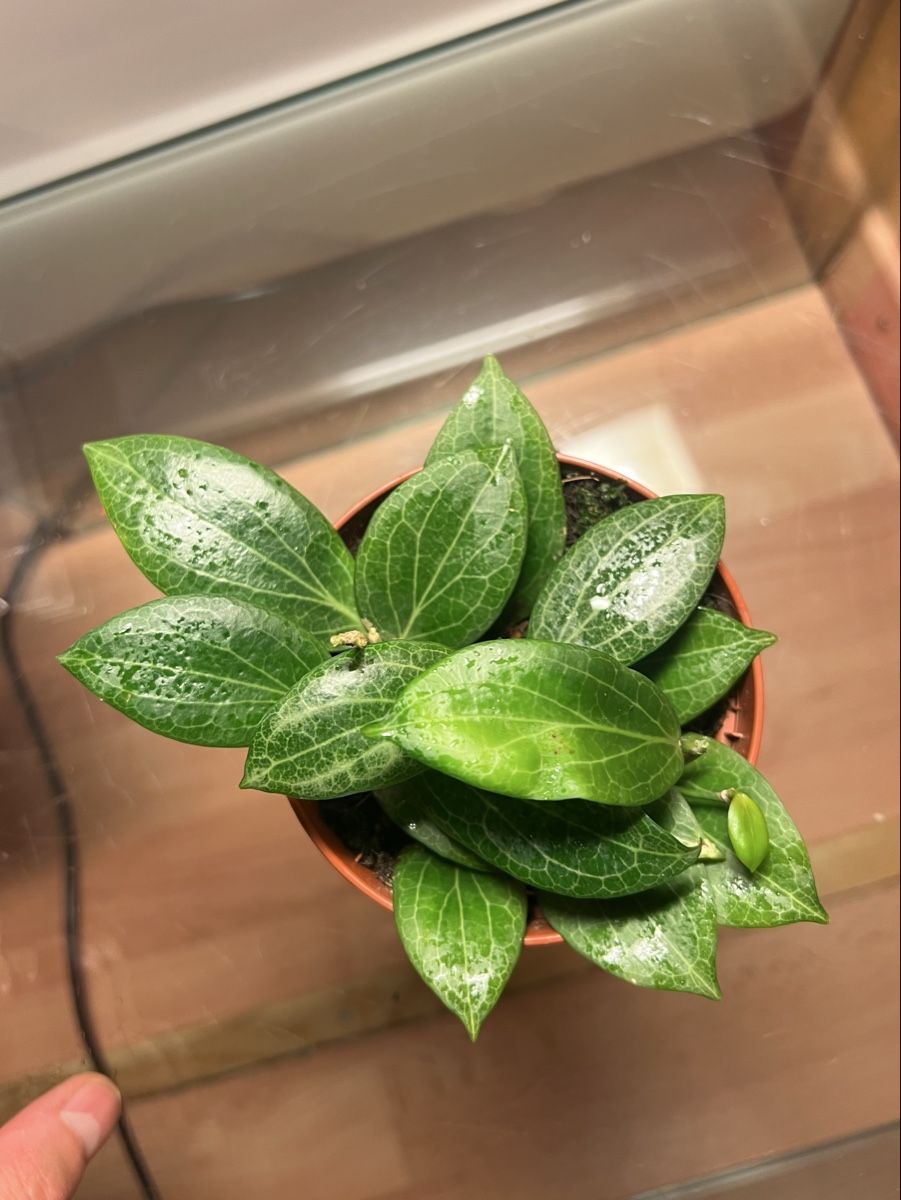 Piante & sementi: Hoya fitchii  – Usato da Chevenez venduto da ric_v6s7 1
