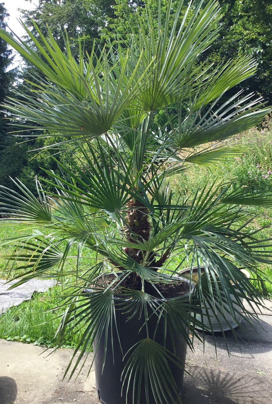 Piante & sementi: Original Sizilien Zwerg-Palme – Nuovo (secondo la descrizione) da Eggersriet venduto da Wiese61 1