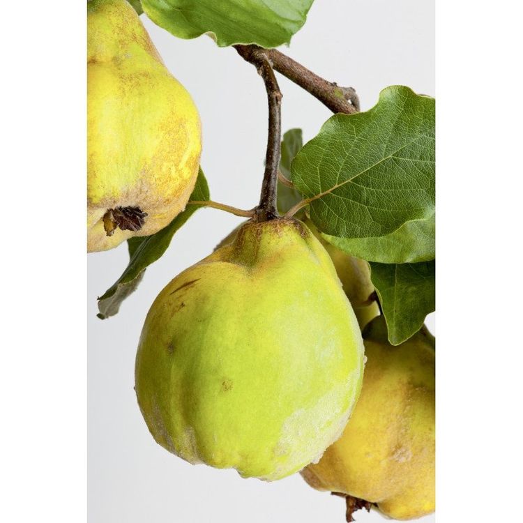 Quitten Bio Kaufen auf Ricardo