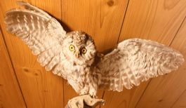 Civetta tassidermizzata su base in legno