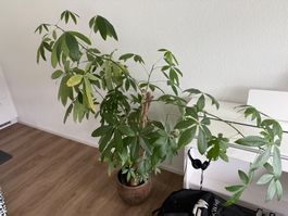 Pachira Aquatica Zimmerpflanze geflochten