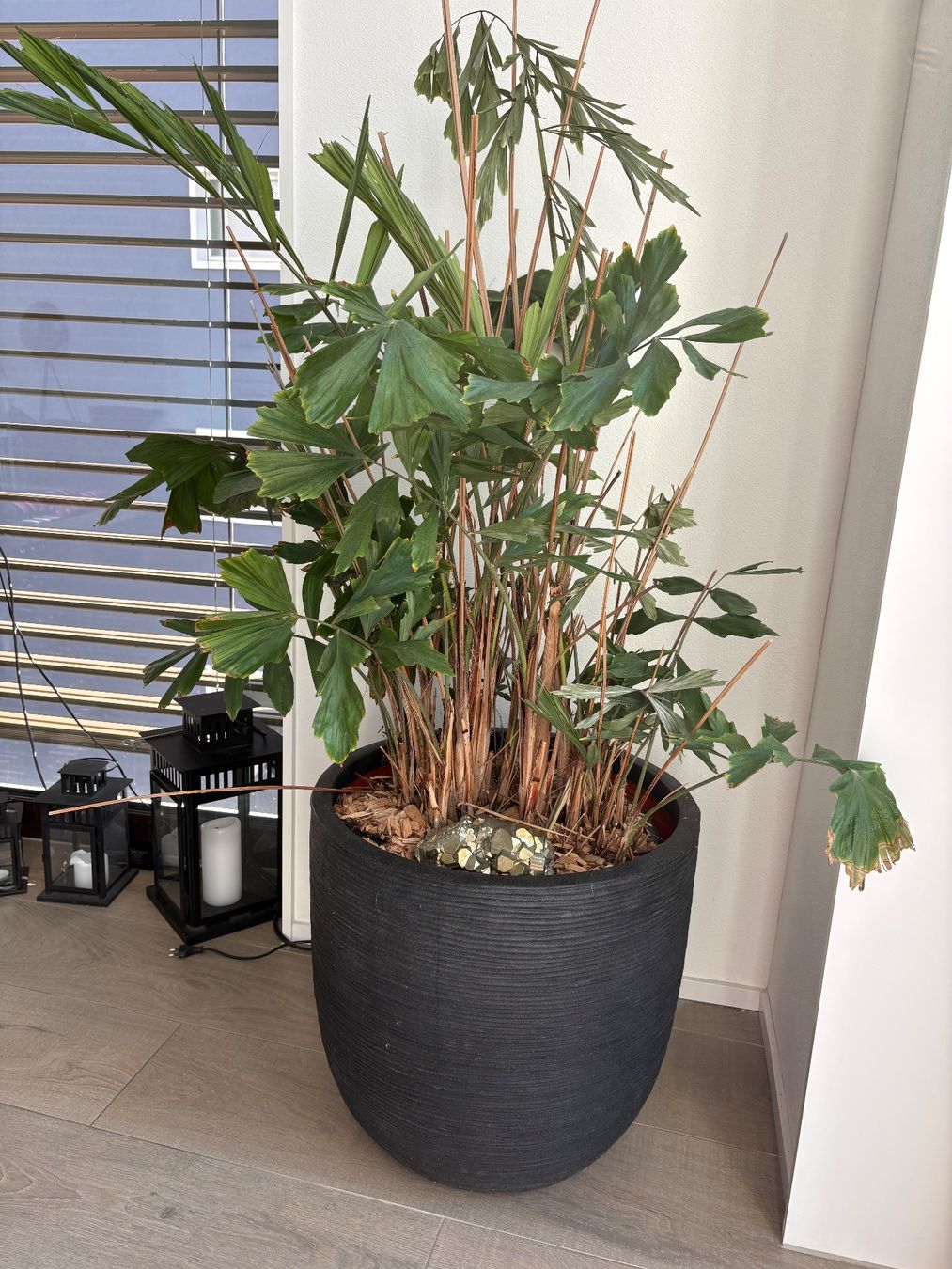 Pflanzen & Samen: Pflanze Fächerpalme – Gebraucht aus Zürich von Tatiana_74