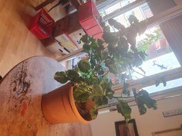 Jasminstrauch ca 5 Jährig