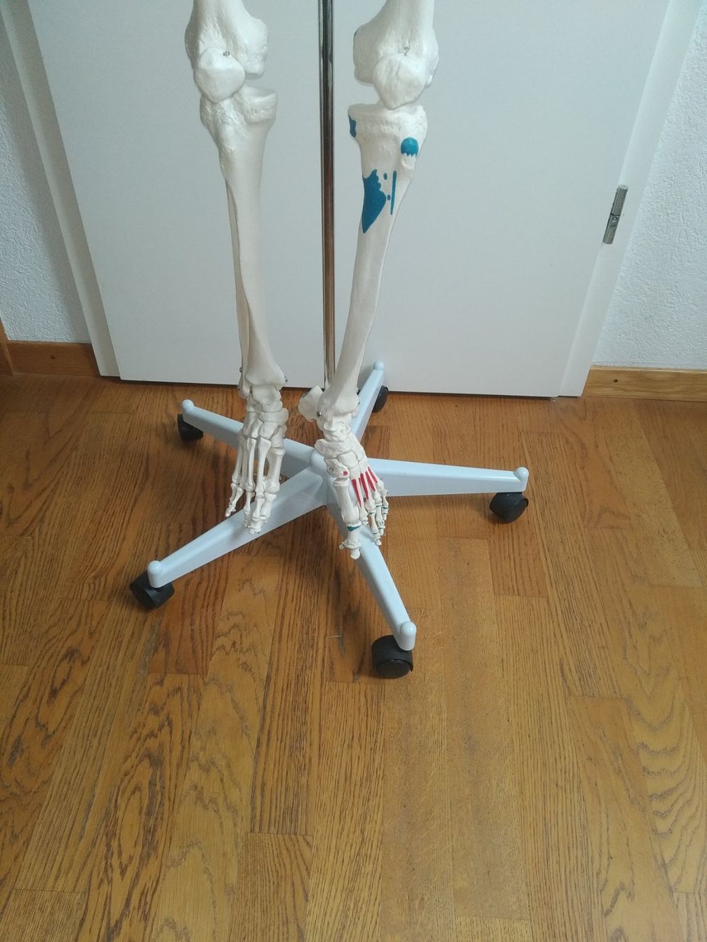 Medizinische Geräte: Squelette Oscar pour anatomie. – Gebraucht aus Nyon von  1