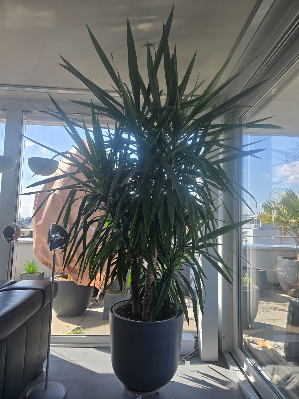 Pflanzen & Samen: Grosse Yucca Palme🎋 – Gebraucht aus Affoltern am Albis von Benjamin_zh