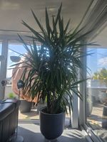 Grosse Yucca Palme🎋
