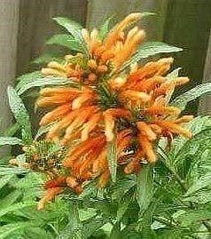 Piante & sementi: Queue de Lion, Wild Dagga, Leonotis 15g – Nuovo (secondo la descrizione) da Bremblens venduto da FIBONACCI369 2