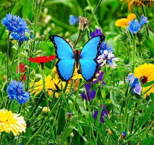 Piante & sementi: 500 SAMEN Blumenmischung Schmetterlinge‪ – Nuovo e nell'imballaggio originale da Rovio venduto da POSITIFFARTandPLANTS 6