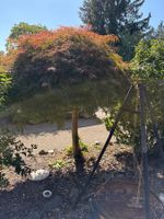 Fächerahorn Acer palmatum rot grosser Baum im Garten