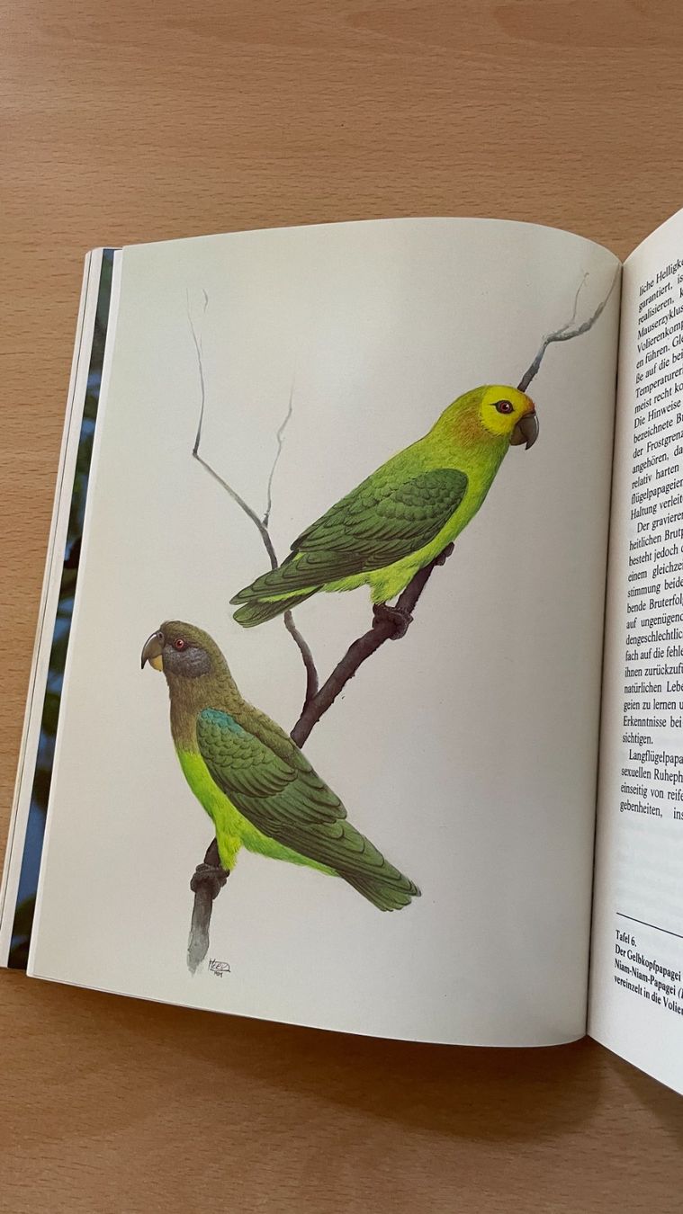 Libri: Langflügel Papageien – Usato da Glattfelden venduto da flomiking 6