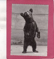 Bärengraben in Bern 1963
