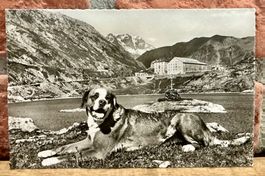 BERNARDINER Hund & St. Bernard Hospiz - Bergsee
