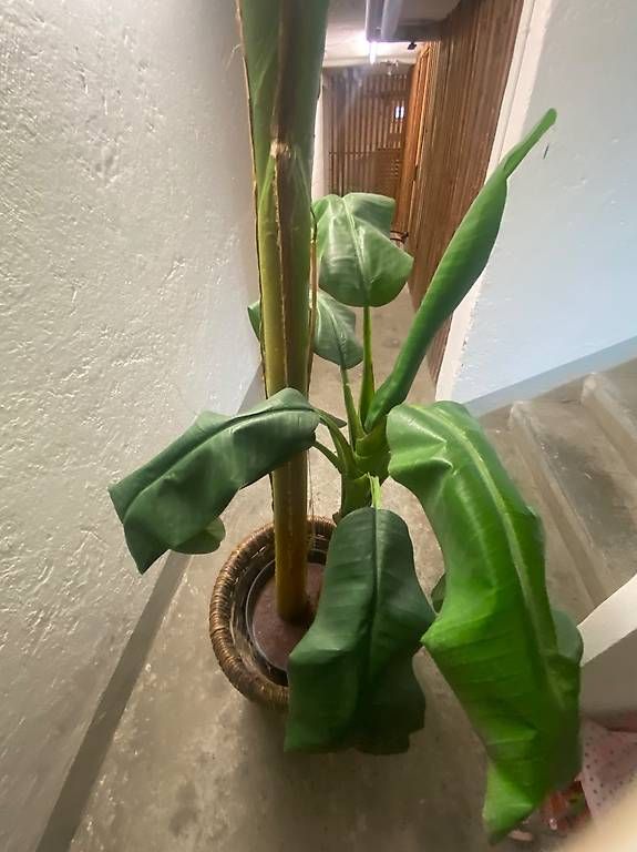 Tutte le decorazioni: Schöner künstlicher Bananenbaum – Usato da Zürich venduto da DiCantina
