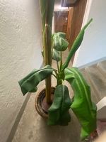 Schöner künstlicher Bananenbaum