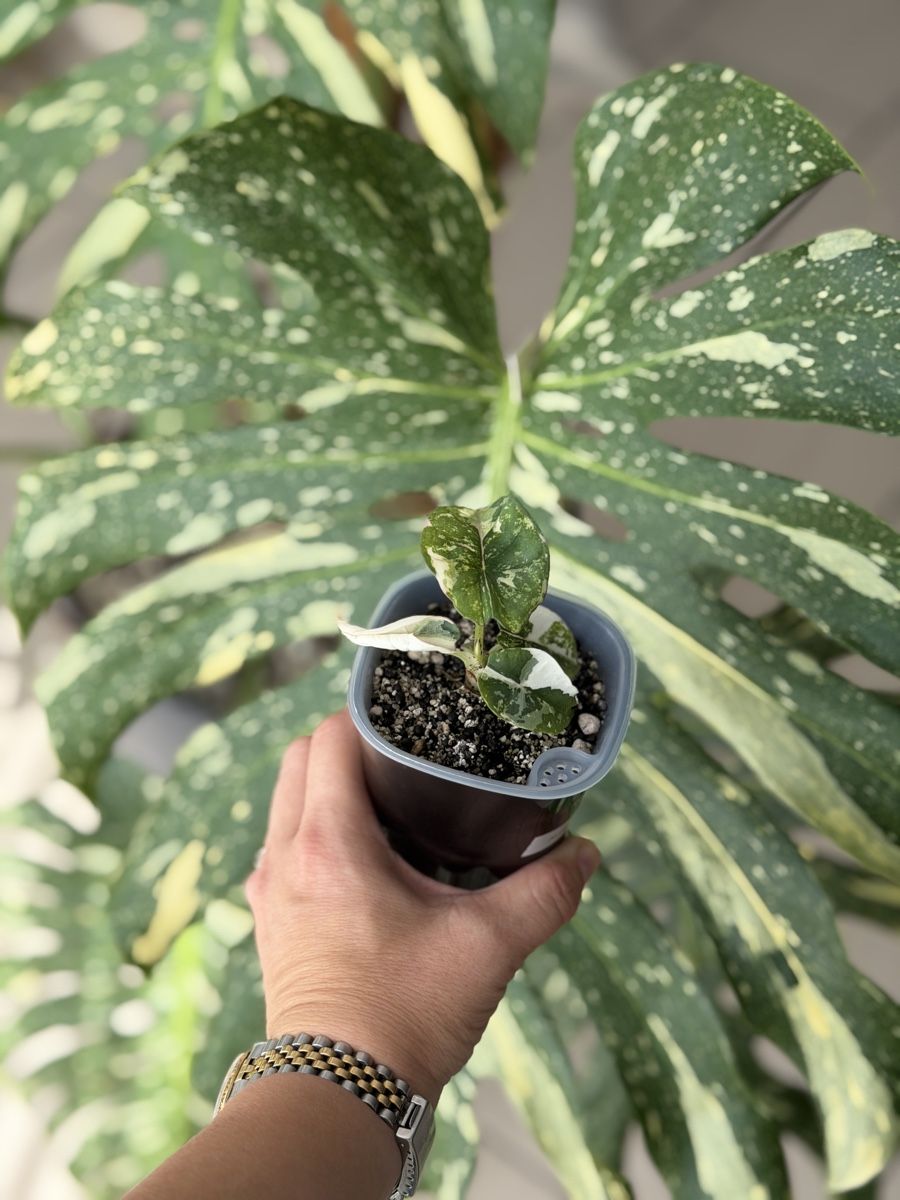 Piante & sementi: Alocasia Nebula Pink Variegata  – Nuovo (secondo la descrizione) da Gränichen venduto da Botanic_by_Junglia 1