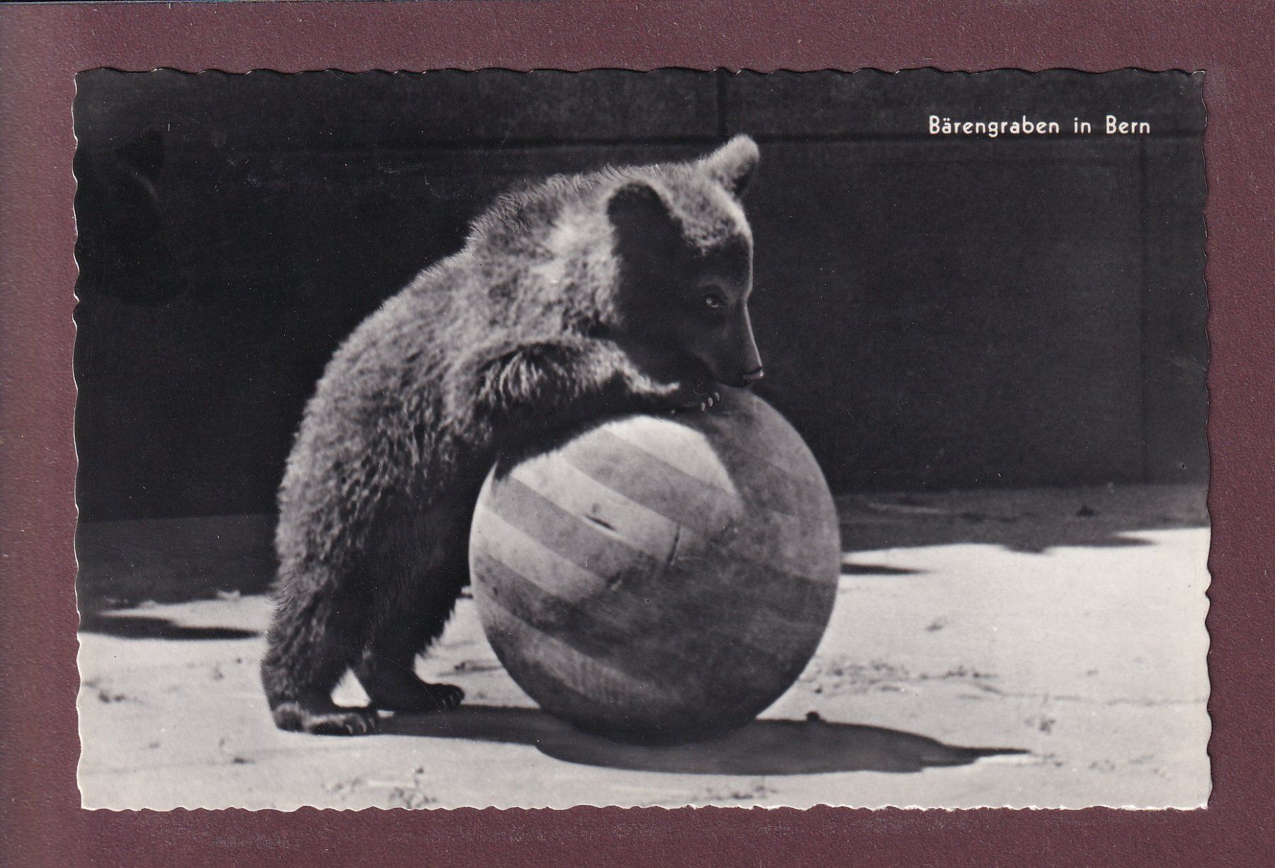 Cartes postales: BERN - Bärengraben – D'occasion à Pully par nicecards