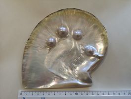 Muschel Mabeperle Mother of Pearls Perlmutt Gold Lip 4Perlen