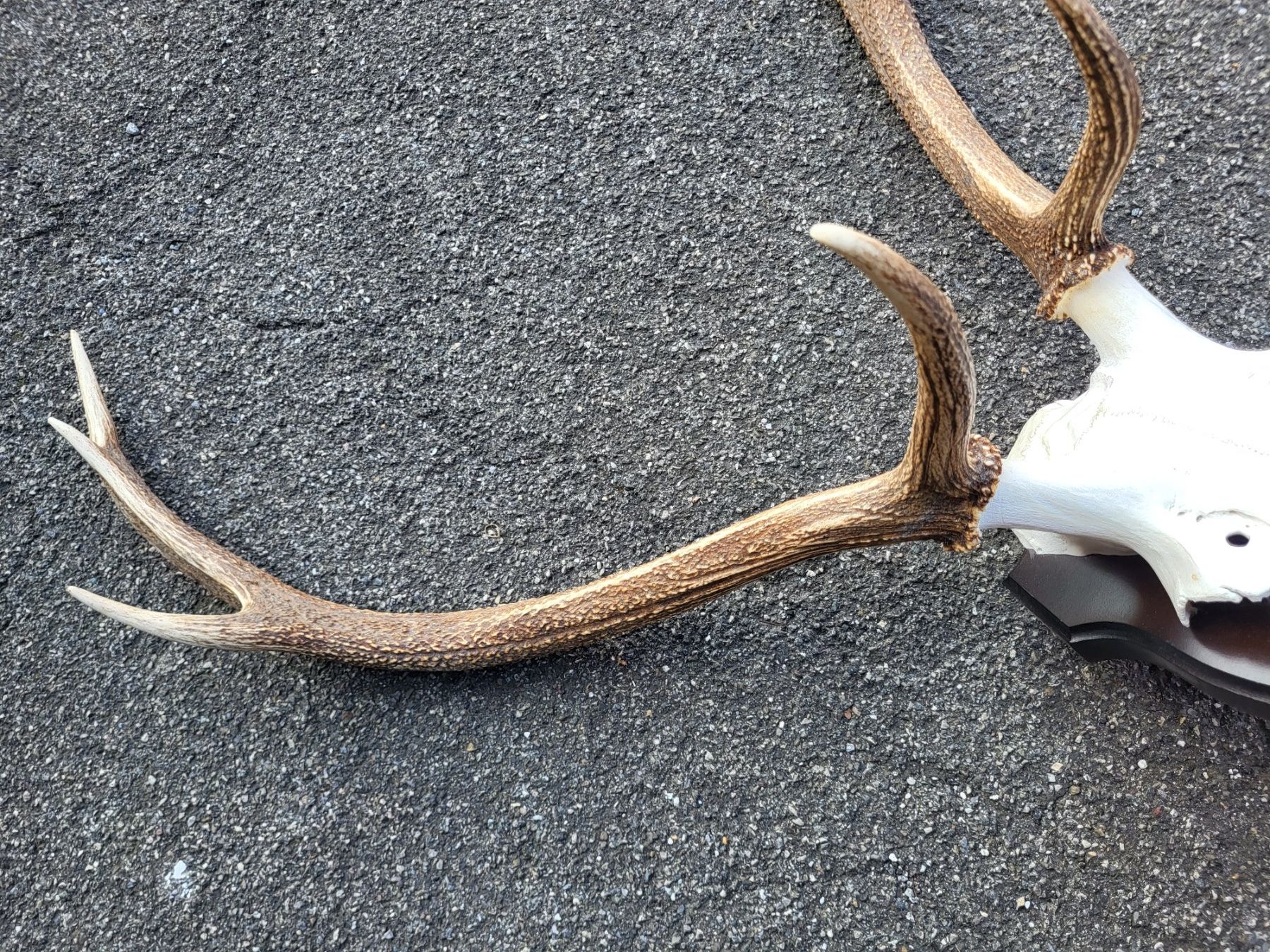 Sonstiges zum Sammeln & Seltenes: Hirsch geweih schweiz – Gebraucht aus Turbenthal von kai_6277 2