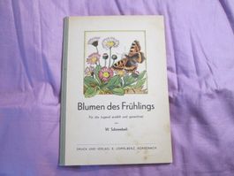 Blumen des Frühlings - Für die Jugend erzählt und gezeichnet