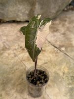 🪴 Alocasia Pseudo Sanderiana Pink