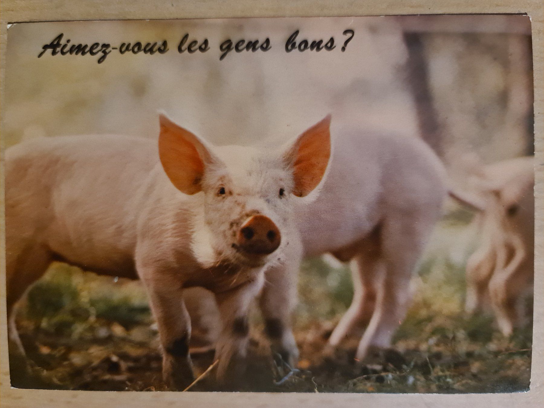 Ansichtskarten: Ansichtskarte Schweine – Neu (gemäss Beschreibung) aus Dintikon von Vexi