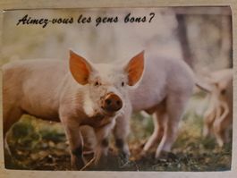 Ansichtskarte Schweine
