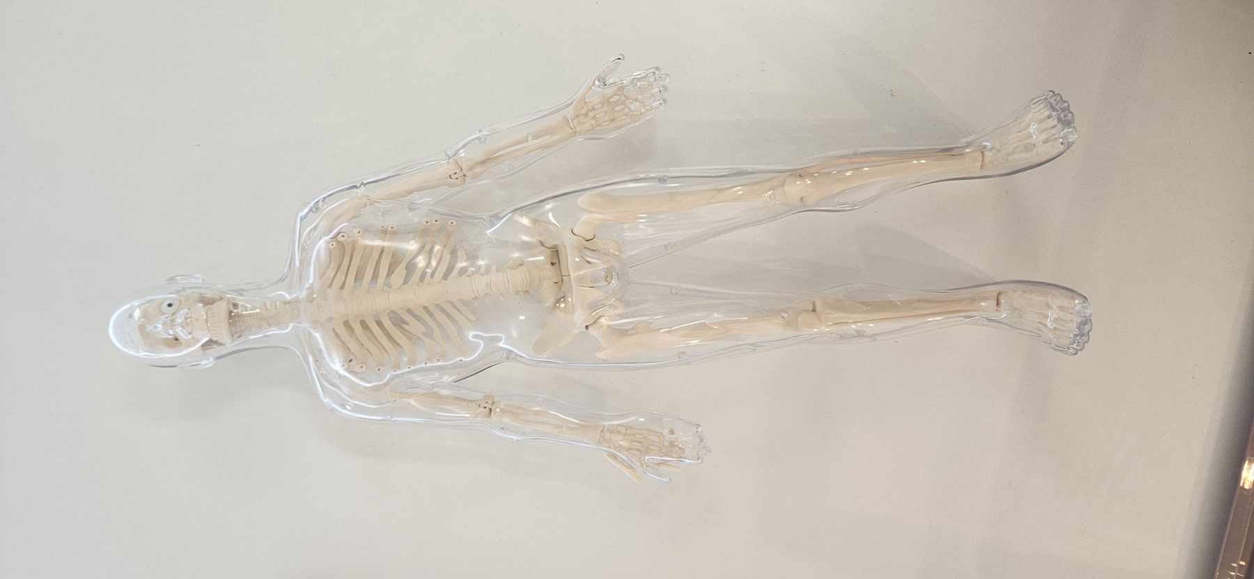 Kit di modellismo & Modellini statici: Anatomisches Modell menschliches Skelett transparent – Usato da Horw venduto da phi_z2qn