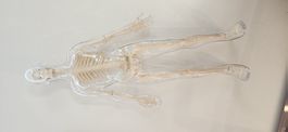 Anatomisches Modell menschliches Skelett transparent