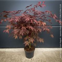Acer Palmatum Sumi-Nagashi - Dunkelroter rund 90cm Zierahorn