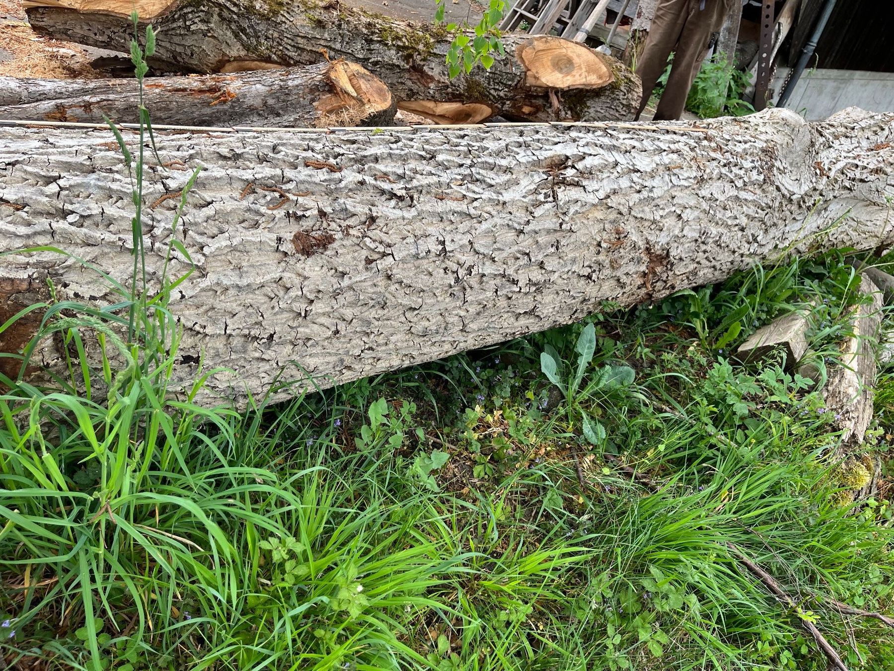 Articoli in legno: Nussbaumstamm, Bretter, Bohlen, Tisch – Nuovo (secondo la descrizione) da Nürensdorf venduto da Peterhakab 4