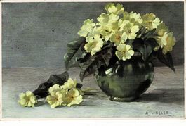 Anna HALLER Blumenkarte gel. 1911!