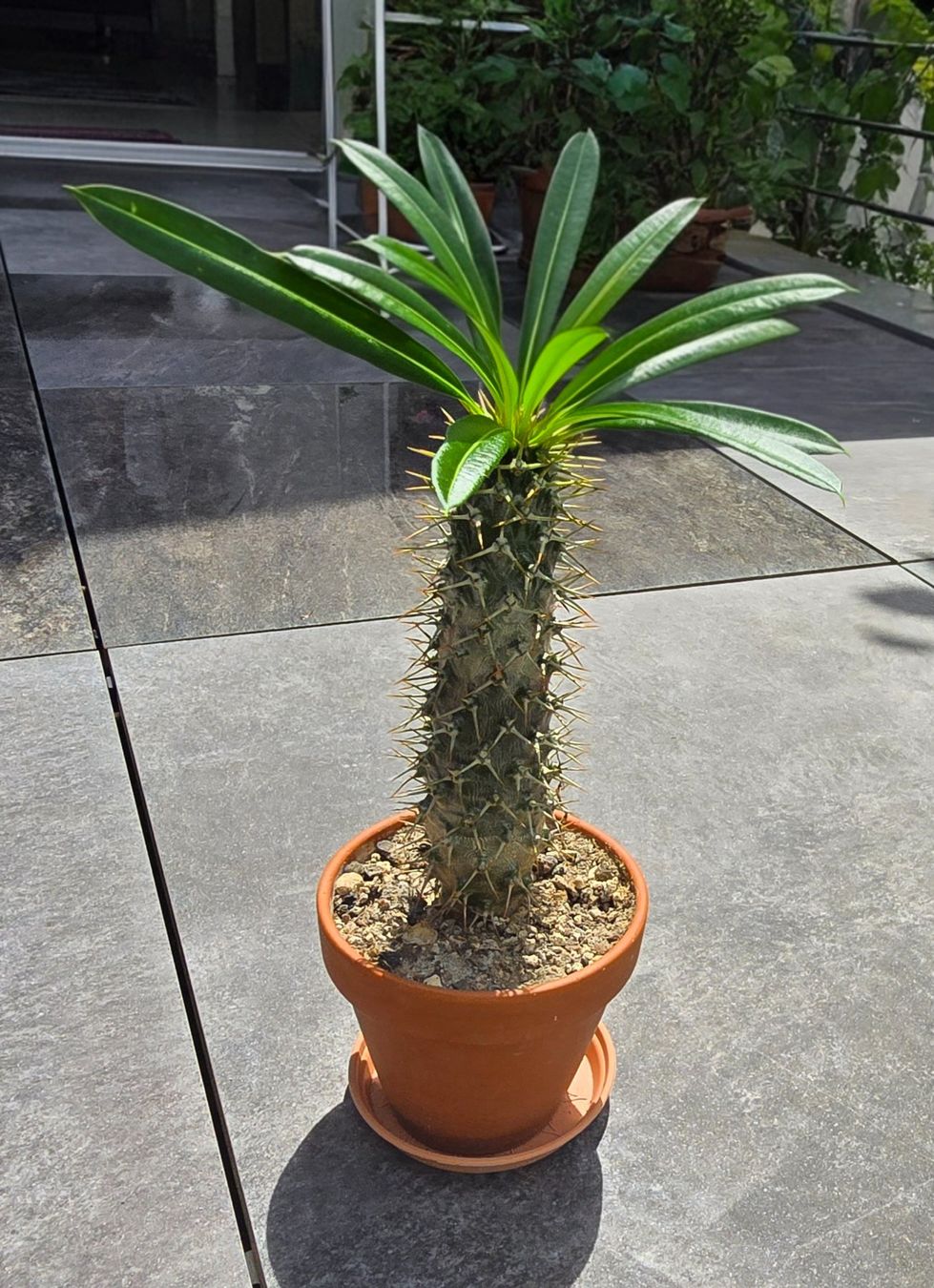Piante & sementi: Palme Madagaskar – Usato da Aarburg venduto da Glitzerschein 2