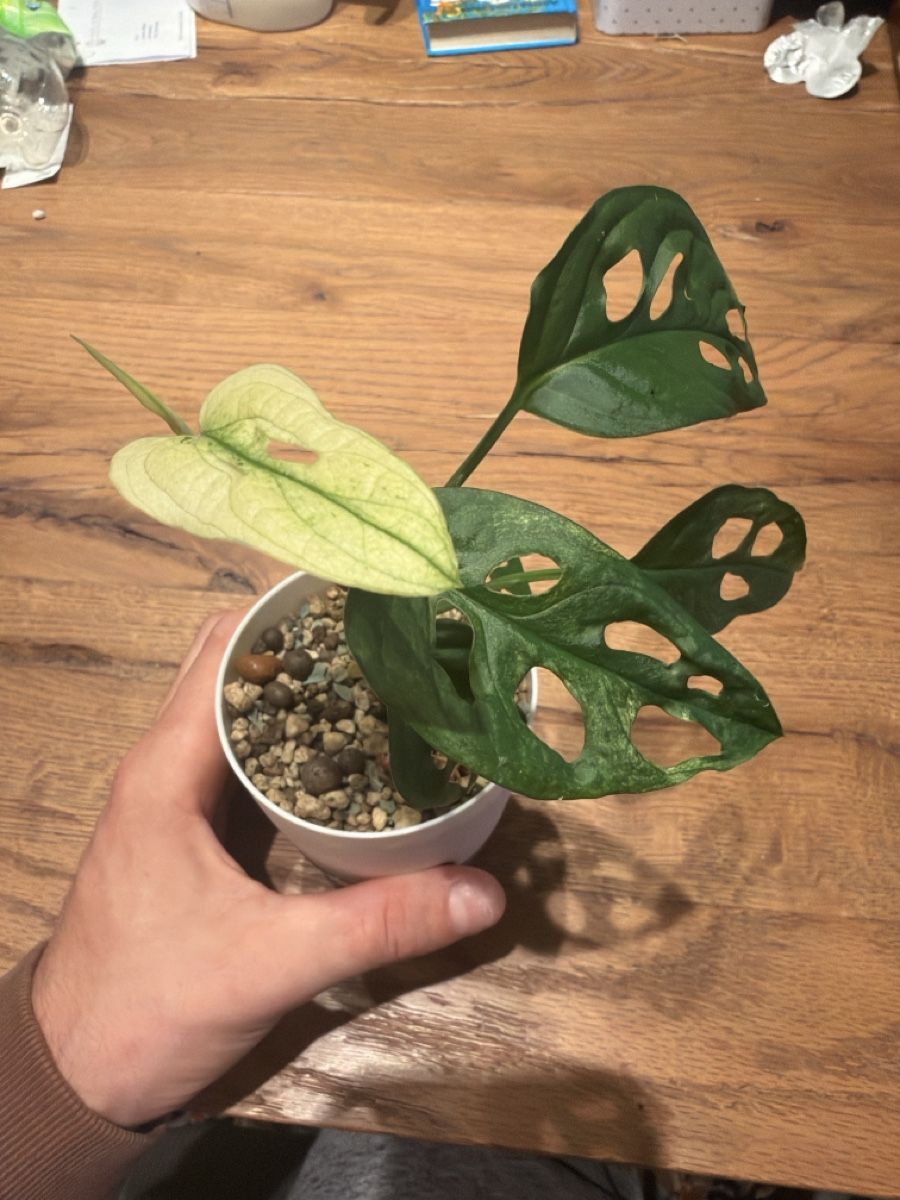 Piante & sementi: Monstera Adansonii Spezielle Mutation – Usato da Steinhausen venduto da WeberPlants 1