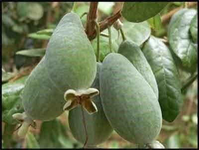 Plantes & graines: GOYAVIER DU BRESIL  2x – Neuf (Voir description) à Bremblens par FIBONACCI369 1