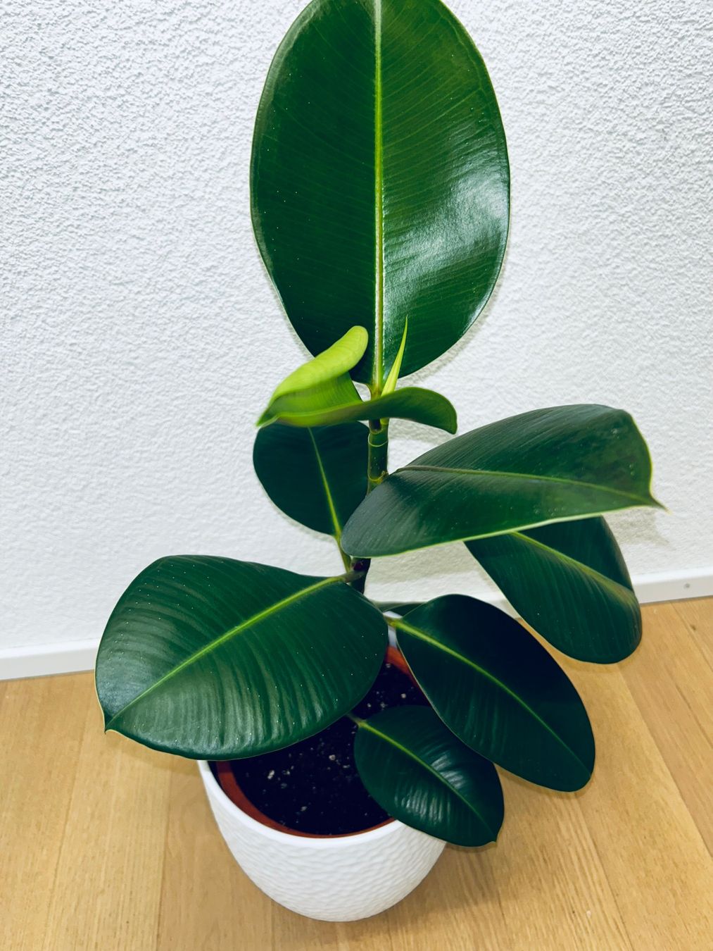 Piante & sementi: FICUS ELASTICA ROBUSTA Pflanze, Gummibaum 70 cm – Usato da Kilchberg ZH venduto da malibubeach 2