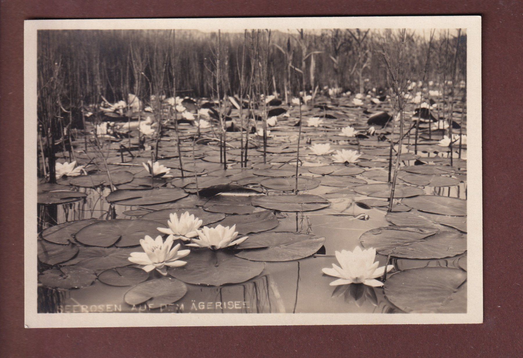Cartes postales: ÄGERISEE - Seerosen – D'occasion à Pully par nicecards