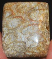 Cabochon L-1931 – Fossil Koralle – 25x21mm