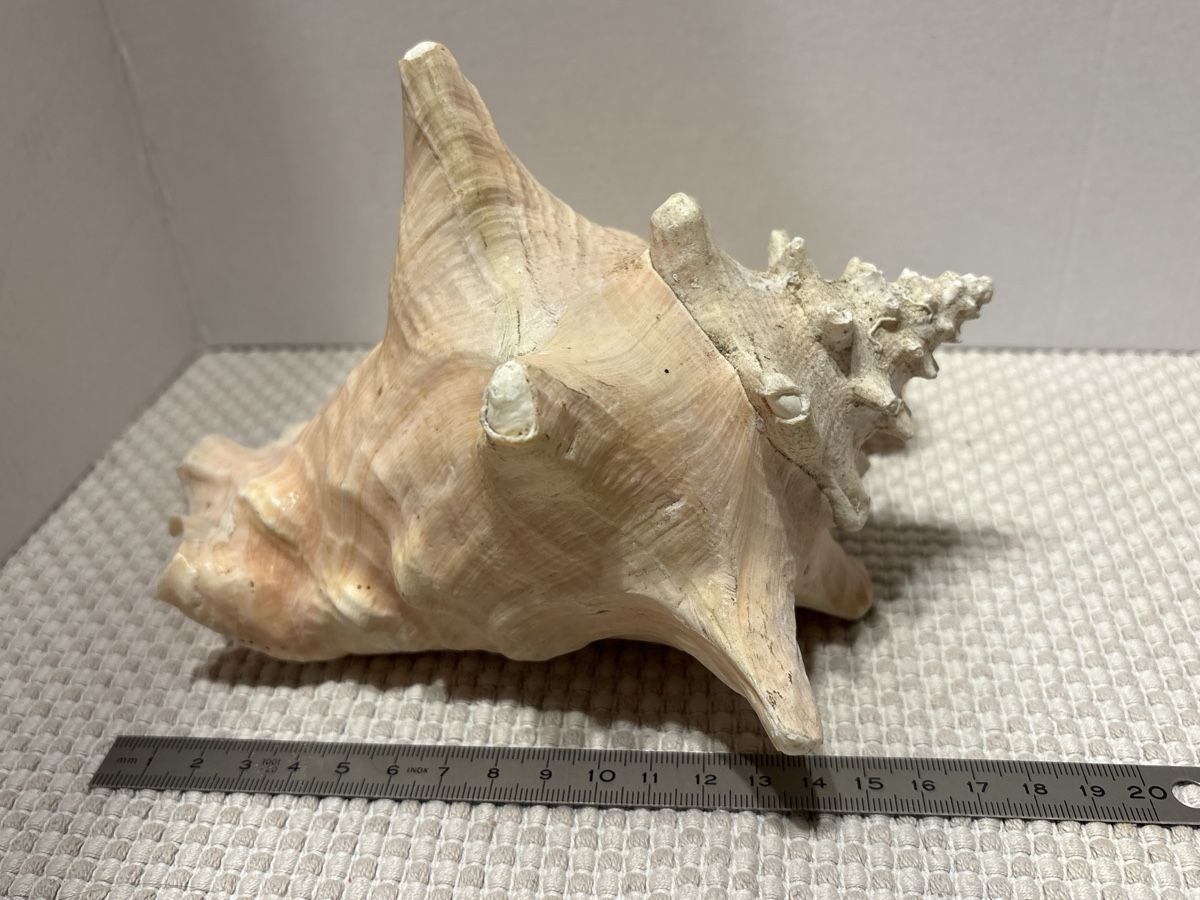 Tutte le decorazioni: riesen Muschel – Usato da Rümlang venduto da resale35