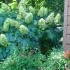 Piante & sementi: Hortensia à feuilles de chêne  2x  20cm – Nuovo e nell'imballaggio originale da Bremblens venduto da FIBONACCI369 2
