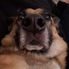 Profile image of Corvo