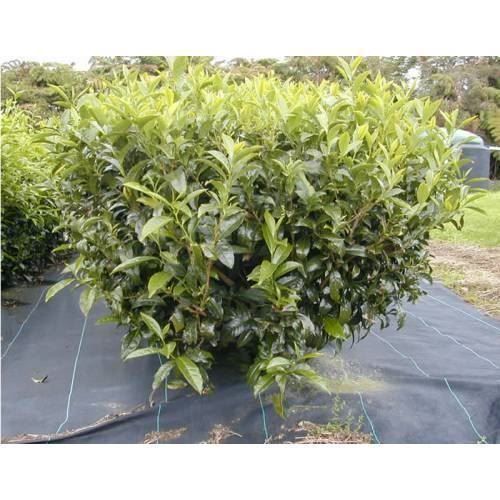 Piante & sementi: Théier / Camellia sinensis   PLANT – Nuovo (secondo la descrizione) da Bremblens venduto da FIBONACCI369