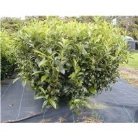 Théier / Camellia sinensis   PLANT