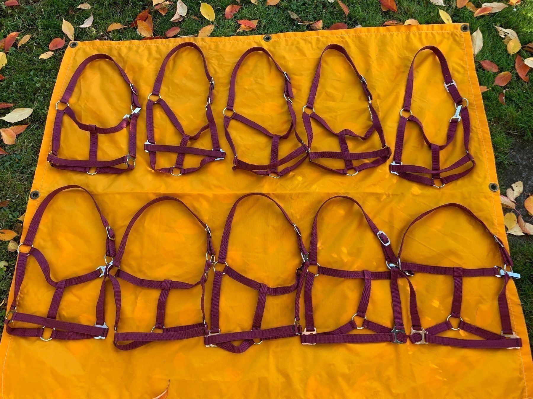 Briglie & Cavezze: 10 schöne Nylonhalftern – Usato da Feldbach venduto da Fea1