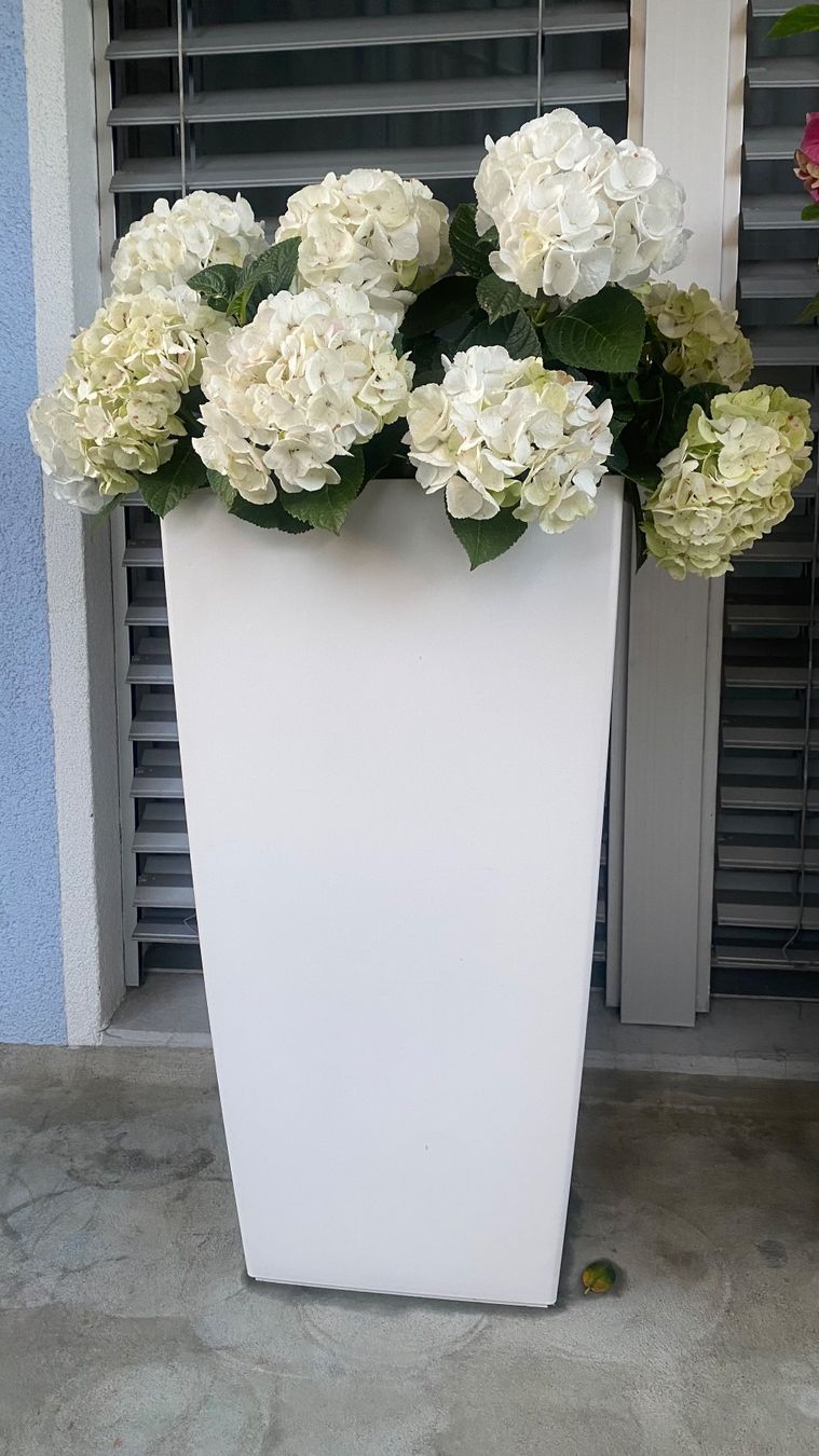 Vasi per fiori: Blumentopf  inklusive Pflanze – Usato da Oberriet SG venduto da shanis