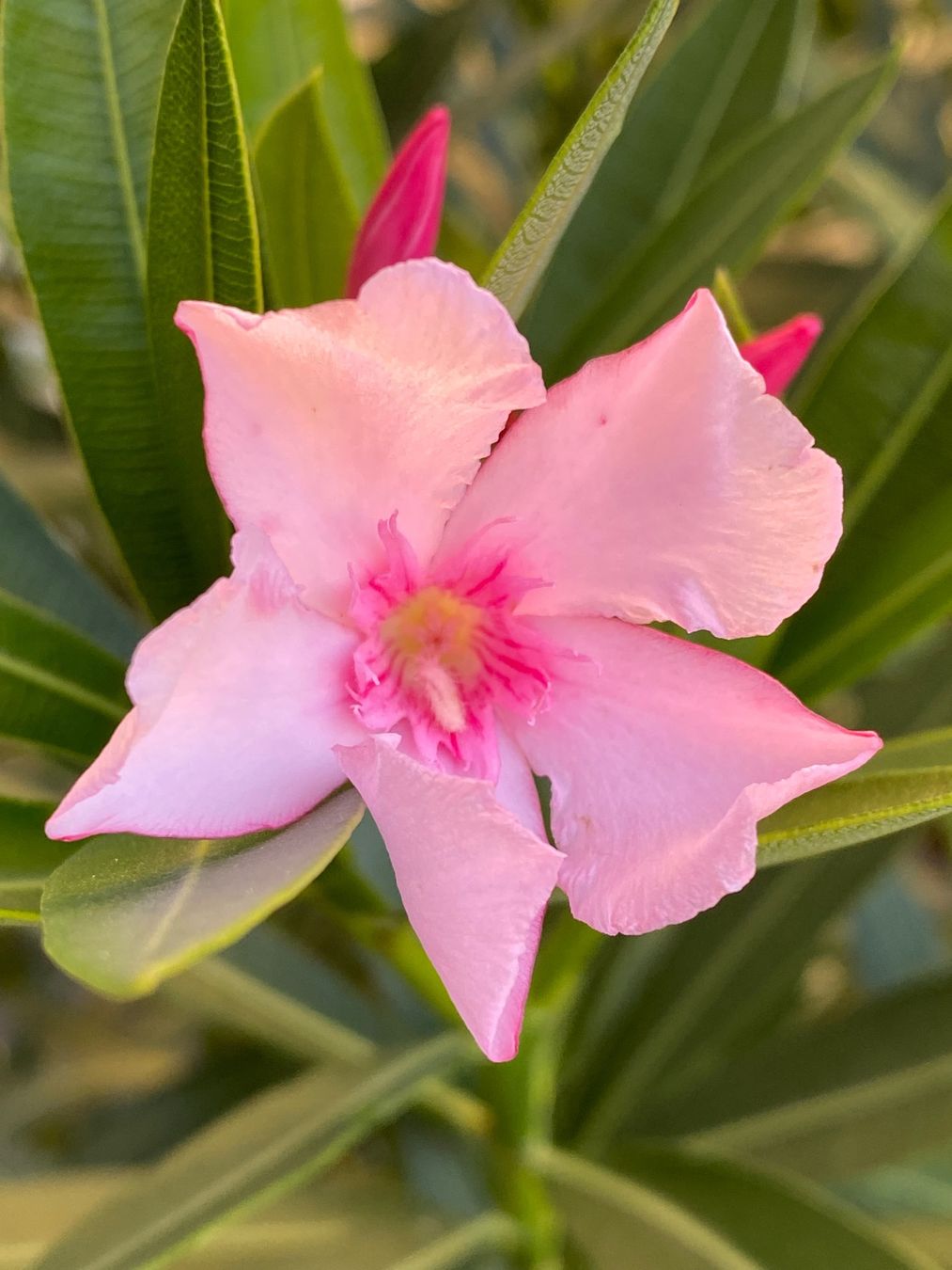Piante & sementi: Oleander rosa, Höhe 180 cm – Nuovo (secondo la descrizione) da Alchenflüh venduto da smart- 3