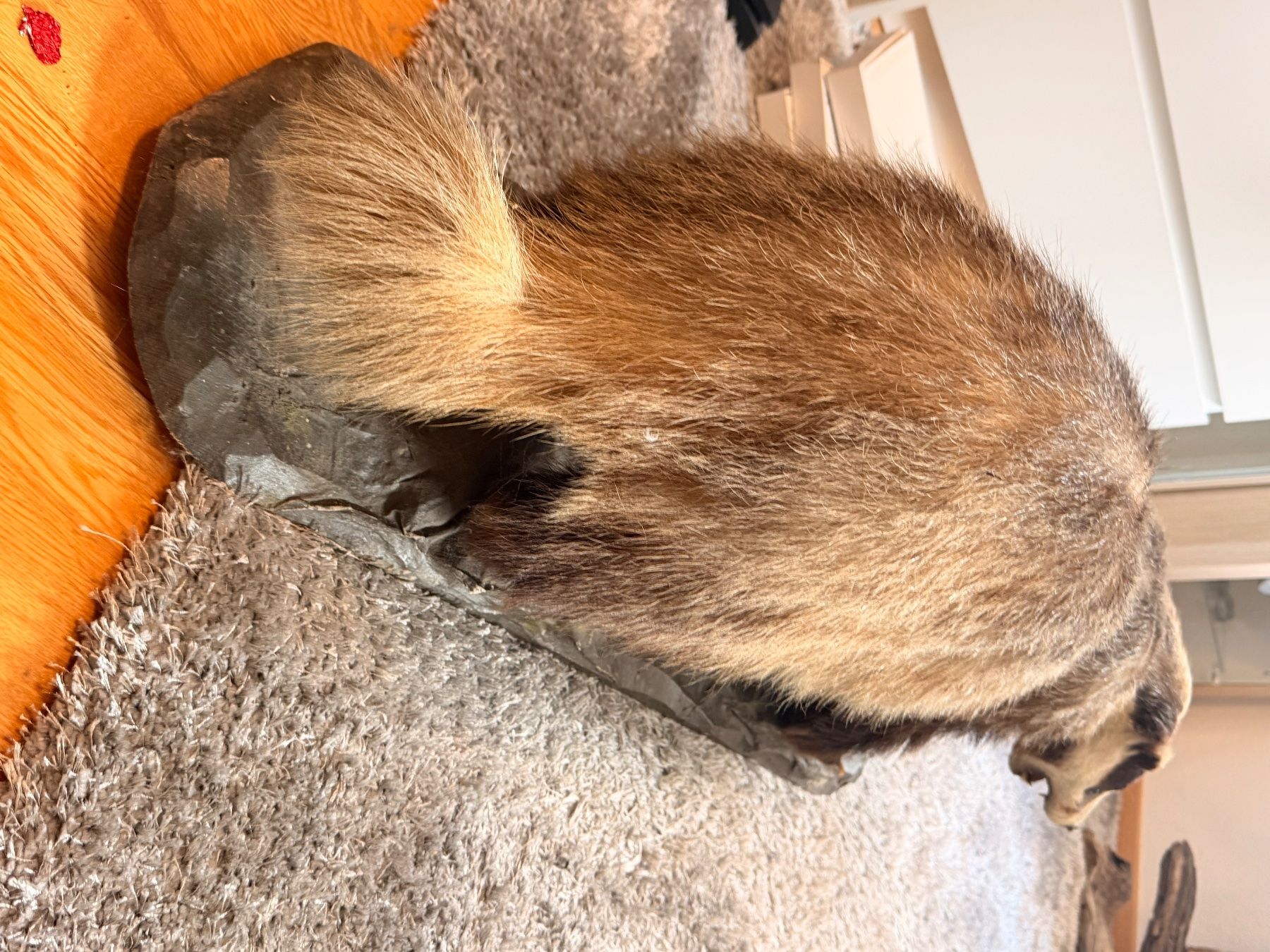 Il mondo degli animali: präparierter dachs neu – Usato da Greifensee venduto da Froschkoenig09 3